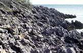 Pleistocene Normans Pond Bahamas