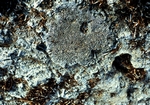 Morgans Bluff Andros Island Bahamas Pleistocene