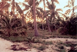 Belize Barrier Reef Ambergris Key 1973