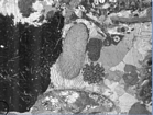 Crinoid & Spongue