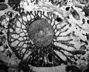 Permian Trepestome Bryozoan