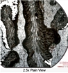 Bryozoan