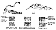 Brachiopod