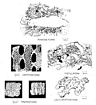 Bryozoan Diagram