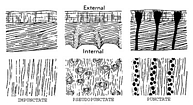 Brachiopod Moore et al 1952