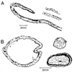 Trilobite Diagram