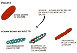 Micritization