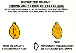 Micritization Pelloid