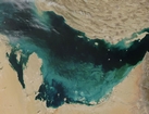 Persian Gulf Bloom