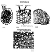 Corals Bioclastic