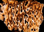 Coral Bioclastic