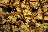 Corals Bioclastic