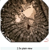 Corals Bioclastic