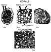 Corals Bioclastic