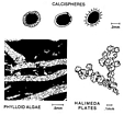 Calc Algae Bioclastic