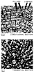 Diagram Stromatoporid