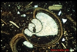 Mollusc Gasteropod