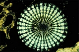 Echinoid Spine Scholle Photo