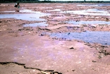 Algal Mat Bentick Island Carpentaria