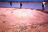 Bauxite Pisolites Weipa Queensland Carpentaria