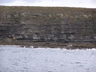 Exposures of Ross Formation in the cliffs west and south of Drom in Co Kerry. These Namurian outcrops turbiditic sands extend south east from the ruined Castle at Leck Point and are best seen from the Shannon Estuary (Rider, 1969, Martinsen, 1989; and Pyles, 2007).