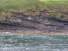 Exposures of Ross Formation in the cliffs northwest of Drom in Co Kerry. These Namurian outcrops turbiditic sands extend northwest from the ruined Castle at Leck Point and are best seen from the Shannon Estuary (Rider, 1969, Martinsen, 1989; and Pyles, 2007).