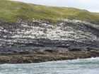 Exposures of Ross Formation in the cliffs northwest of Drom in Co Kerry. These Namurian outcrops turbiditic sands extend northwest from the ruined Castle at Leck Point and are best seen from the Shannon Estuary (Rider, 1969, Martinsen, 1989; and Pyles, 2007).