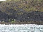 Exposures of Ross Formation in the cliffs northwest of Drom in Co Kerry. These Namurian outcrops turbiditic sands extend northwest from the ruined Castle at Leck Point and are best seen from the Shannon Estuary (Rider, 1969, Martinsen, 1989; and Pyles, 2007).