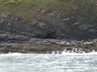 Exposures of Ross Formation in the cliffs northwest of Drom in Co Kerry. These Namurian outcrops turbiditic sands extend northwest from the ruined Castle at Leck Point and are best seen from the Shannon Estuary (Rider, 1969, Martinsen, 1989; and Pyles, 2007).