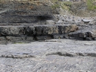 Megaflute in the sandier section below the condensed deeper water sections with Goniatite fauna in the Ross Formation of Dunmore Bay. 