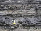 Condensed deeper water sections with Goniatite fauna in the Ross Formation of Dunmore Bay