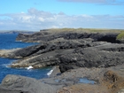 Cliffs and eroded bedding planes of the coastal monocline of Namurian deepwater sediments of the Ross Formation, overlain by turf covered Pleistocene drift. Fisherman's Point ledge is situated in the middle background to the north. In foreground are bedded and slumped sediments of the Ross Formation.