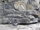 Fisherman's Point exposing Namurian deepwater sediments. Note the cut and fill of channeled Ross Formation on the flank of the coastal monocline.