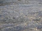 Bedding plane surfaces of Gull Island Formation showing a variety of features on surface including ripples and goniatite fossils.