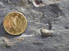 Bedding plane surfaces of Gull Island Formation exposing goniatite fossils.