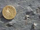 Bedding plane surfaces of Gull Island Formation exposing goniatite fossils.