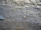 Bedding plane surfaces of Gull Island Formation exposing goniatite fossils.