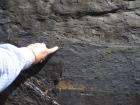 Bedding plane of Gull Island Formation showing portion of condensed section with Goniatites.