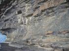 Beds of channelled sands and silty muds of Gull Island Formation whose bedding plane partings have a variety of features on their surfaces including ripples and goniatite fossils.