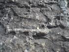 Bedding plane of Gull Island Formation showing portion load mottling of surface.