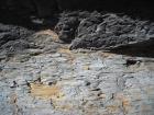 Beds of silty muds of Gull Island Formation whose bedding plane parting have a variety of features on their surfaces including ripples and goniatite fossils.