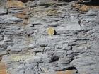 Beds of silty muds of Gull Island Formation whose bedding plane parting have a variety of features on their surfaces including ripples and goniatite fossils.