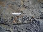 Bedding plane of Gull Island Formation showing portion load mottling of surface.