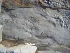 Bedding plane surfaces of Gull Island Formation exposing goniatite fossils.