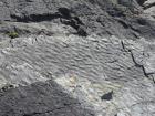 Bedding plane of Gull Island Formation showing rippled surface.