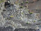 Bedding plane of Gull Island Formation showing rippled surface.