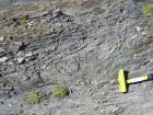 Detail of disrupted beds of silty muds of Gull Island Formation whose bedding plane partings have a variety of features on their surfaces including ripples and goniatite fossils.