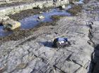 Wave cut platform incised into the Ross Formation sandstones exposed on the foreshore of Kilbaha Bay. Surface of bedding plane shows jointing and local rippling.