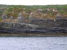 Kilcredaun Cliffs in the vicinity of the Kilcredaun lighthouse. Outcropping in these cliffs are thin bedded turbidite channel fill and turbidite sand lobes in the Upper Carboniferous Namurian Ross Formation. Photographs taken from the fishing vessel Draiocht out of Carrigaholt on the northern shore of the Shannon Estuary.