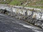 Kilcredaun Cliffs in the vicinity of the Kilcredaun lighthouse. On land and close up images of sediments in these cliffs show thin bedded turbidite channel fill and turbidite sand lobes in the Upper Carboniferous Namurian Ross Formation. Photographs taken by Chistopher kendall and Peter Haughton on the wave cut ledges of northern shore of the Shannon Estuary.